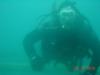bullshark