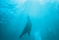 Dances with Seals