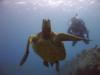 Joe from Glen Mills PA | Scuba Diver