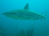 Roger from Weymouth MA | Scuba Diver