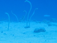 Molokini Crater