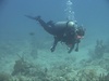 Underwater phots in Dry tortugas trip