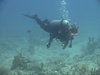 Dive Dry Tortugas  June 09