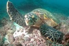 Paul from Zanzibar Zanzibar | Dive Center