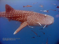 Whale Shark at Sail Rock