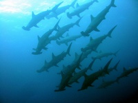 La Paz Diving El Bajo