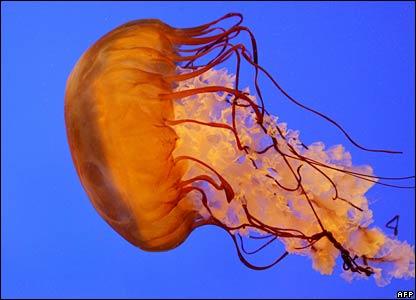 Jellyfish "Invasion" in Monterey, CA