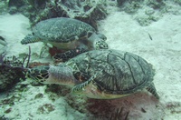 Cozumel -- Nov 24 to Dec 1, Rescue Diving (part 2)