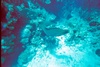 Randy from Mesa AZ | Scuba Diver