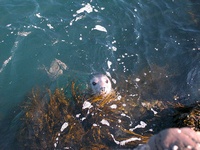 Skomer Island Uk