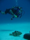 Eden Beach Resort in Bonaire