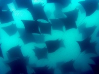 Scuba Diving In Costa Rica