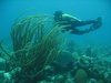 Senobia from Cornelius OR | Scuba Diver