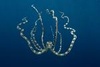 Joe from Wharton NJ | Scuba Diver