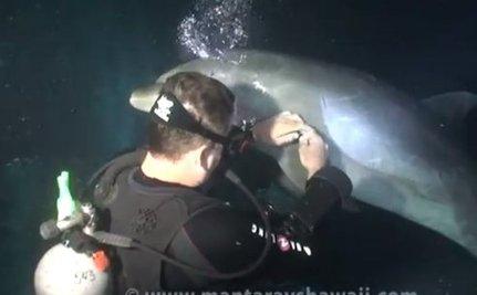 Divers assist a dolphin in need while night diving in Hawaii