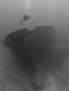 Nema from Morehead City NC | Dive Center