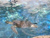Marty from Santa Rosa CA | Scuba Diver
