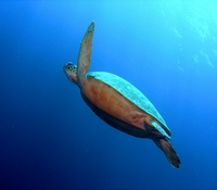 Sipadan Island, Borneo