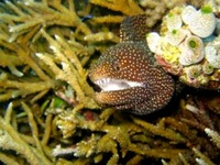 Moray eels