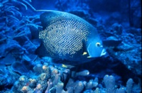 Marine Angel Fish