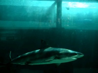 Tiger Shark Part 2