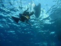Snuba Diving