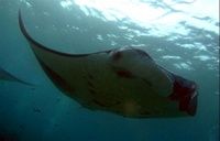 Manta Ray (1)