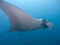 Manta Ray (2)