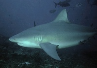 Bull Sharks