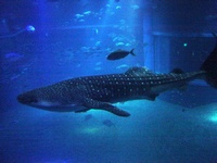 Whale Shark