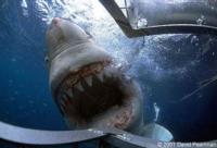 Scuba Divers Escape Great White