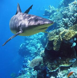 Venice Shark’s Tooth Festival