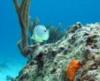 William from Cumming Ga | Scuba Diver