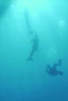 Michael from Phoenix AZ | Scuba Diver
