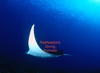 Kath from Labuanbajo N.T.T. | Dive Center