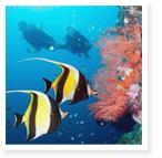 Private Advanced Scuba Class - San Diego - $850