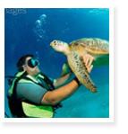 Private Scuba Lessons San Diego Scuba - $1,950