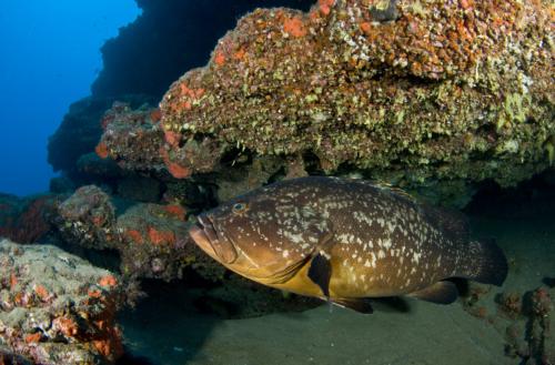 Diving Lanzarote