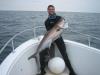 spearfishing tug of war w/shark in Gulf of mexico (off p’cola)