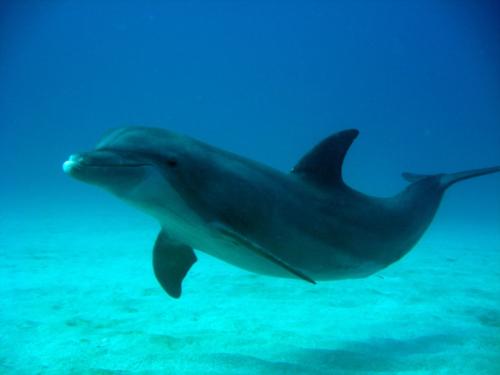 Cruise ship and diving