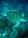 Diving in USVI - St. Thomas or St. Croix