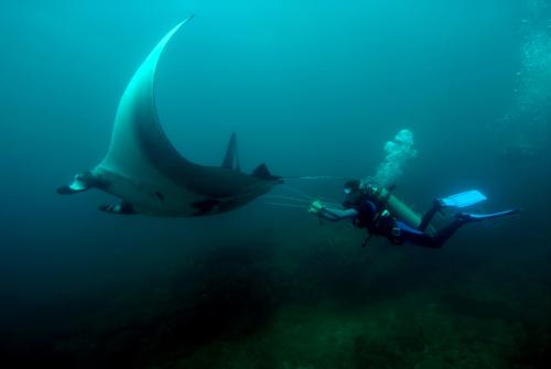 manta rescue