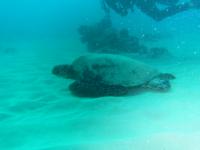 Diving in Oahu