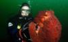 STAN from Fox Island WA | Scuba Diver