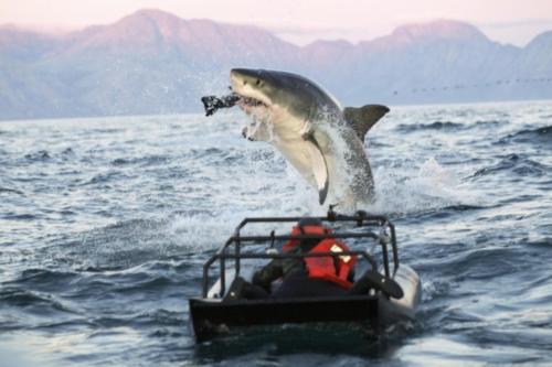 Air Jaws Apocalypse - Shark Week 2012