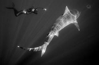 Largest ever "harvest" of Tiger Sharks by the Natal Sharks Board in the Aliwal Shoal Marine Protecte