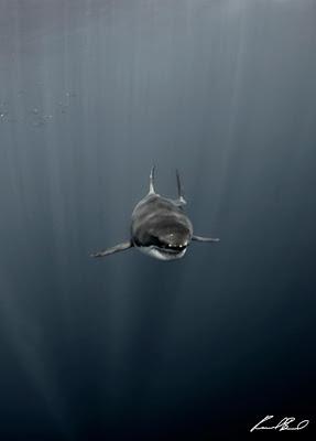 White Shark in Miami Beach