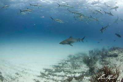 New Generation of Underwater Photographers.