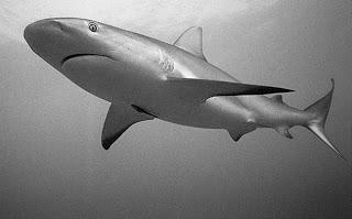 Caribbean reef sharks -