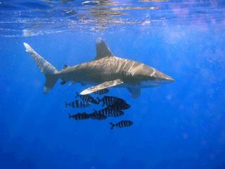 Pacific Shark Populations In Decline: new study provides hard numbers on pelagic species